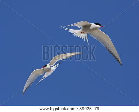 Arctic tern, Sterna Paradisaea.