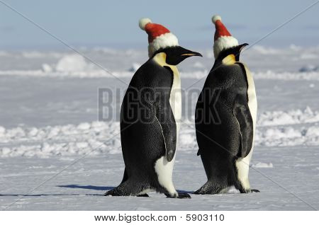 คู่นกเพนกวินในวันคริสต์มาส