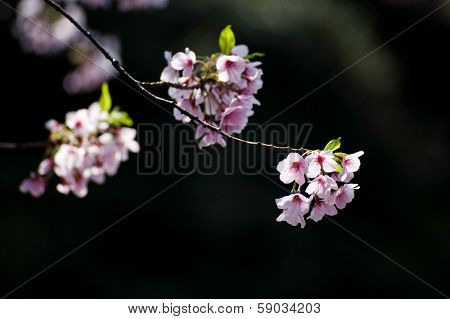 Cherry Blossom Sakura Flower Isolated In Black Background