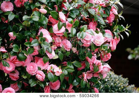 Beautiful Carnation Flowers Or Pinks In The Flowerbed