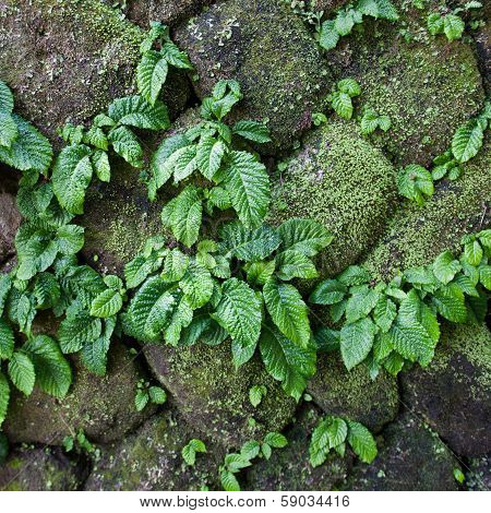 Close Up Parasite Plant On Stone Wall
