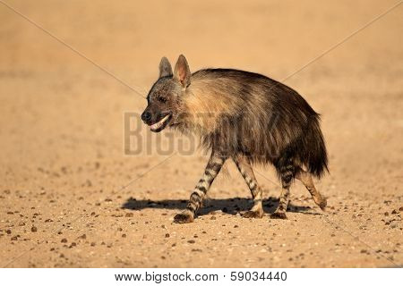 Brown hyena (Hyaena brunnea), Kalahari desert, South Africa