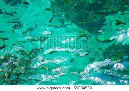 Beautiful Blue Sea And Fish From South Thailand, Asia