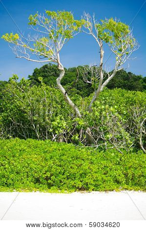 Green Tree On The Beach Southern Thailand