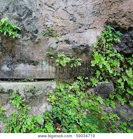Close Up Parasite Plant On Stone Wall