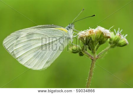 Butterfly On A Wild Flowers (polyommatus Icarus)