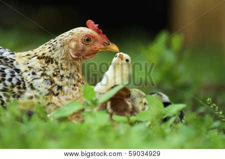 Closeup Of A Mother Chicken With Its Baby Chicks In Grass