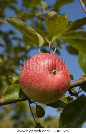 Apple na oddział
