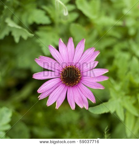 Pink Flowers