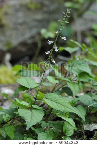 Enchanter's-nightshade