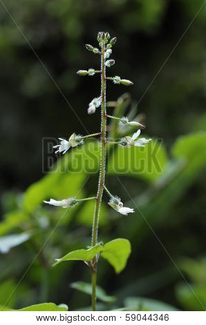 Enchanter's-nightshade