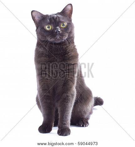 Black Cat Isolated On White