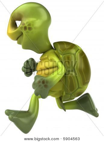 Żółw