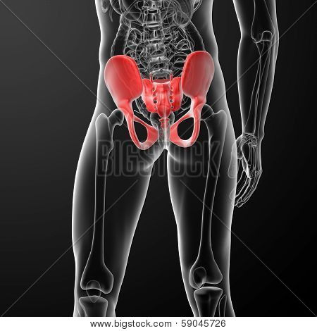 3d render illustration of human pelvis