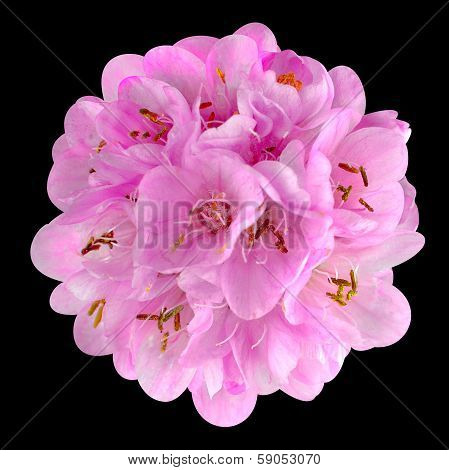Small Pink Flower - Ball Dombeya Isolated On Black