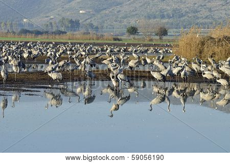 Common Crane