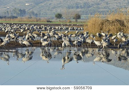 Common Crane