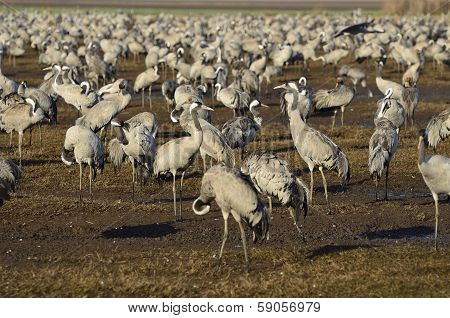 Common Crane