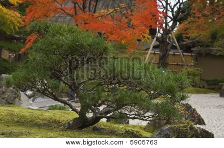 japanischer Garten detail