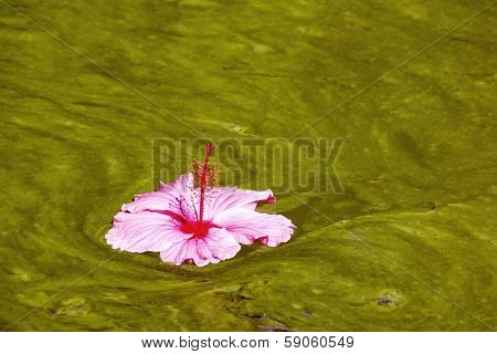 Hibiscus Flower Floating On Algae Infested Water Background