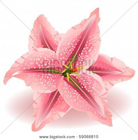 Lily Flower