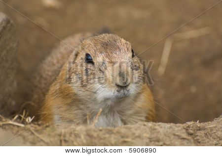 Marmot