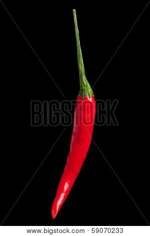 Rawit Chili