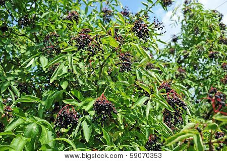 Ripe elderberry on branch