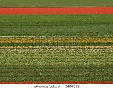 Campo olandese