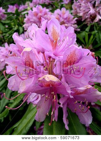 Rhododendron flower 2