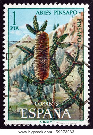 Postage Stamp Spain 1972 Spanish Fir, Evergreen Tree