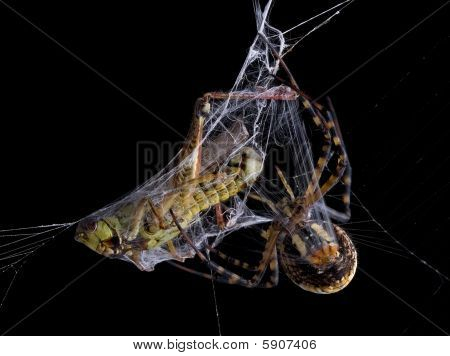 Spider Wrapping Hopper At Night