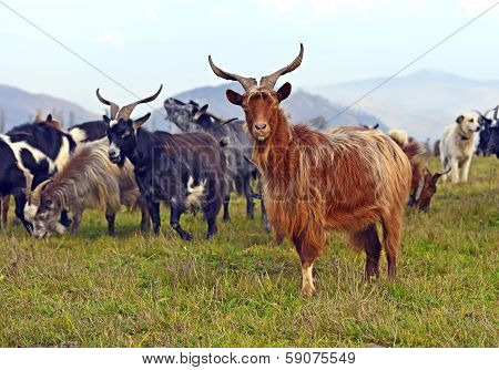 Home goat