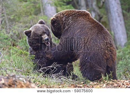 Brown Bear
