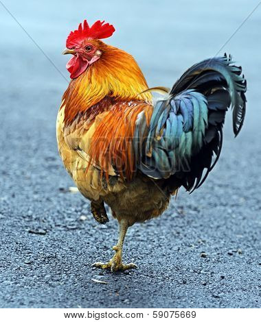 Portrait Pet Rooster On The Farm