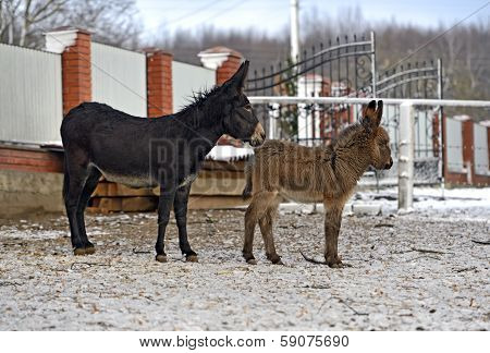 Portrait Of A Baby Donkey