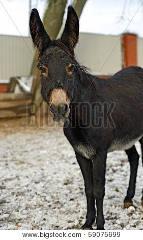 Donkey