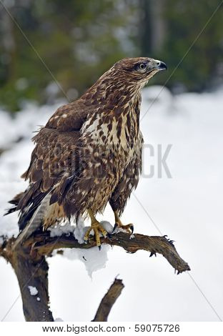 Buzzard