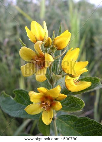 Flor amarela
