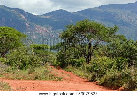 Red ground road and bush with savanna landscape in Africa. Tsavo West, Kenya.