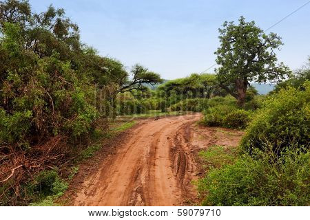 Red ground road and bush with savanna landscape in Africa. Tsavo West, Kenya.