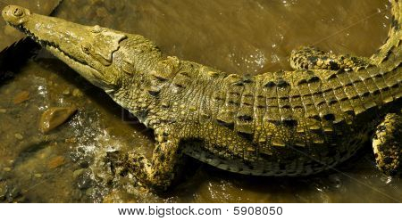 Croc Copy
