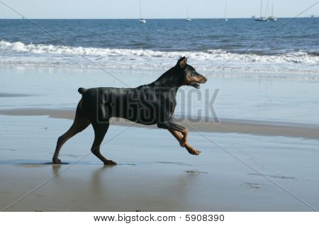 Doberman ที่ทะเล