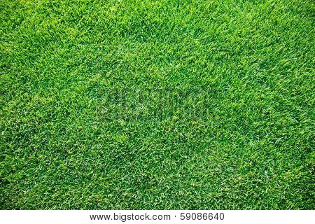 Close up shot of fresh spring geen grass. 
