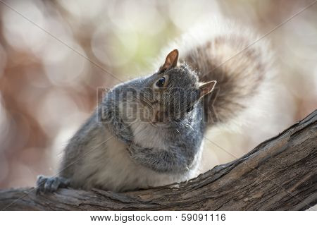 Squirrel