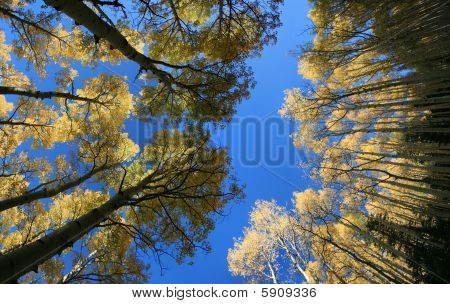 Sonbahar Aspen Grove