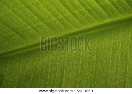 Grönt blad bakgrund