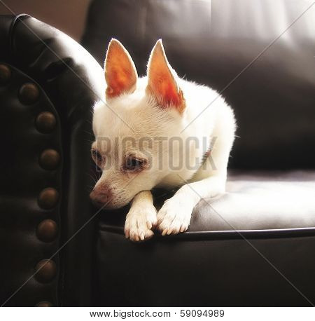 a cute chihuahua on a couch (high key natural light shot)