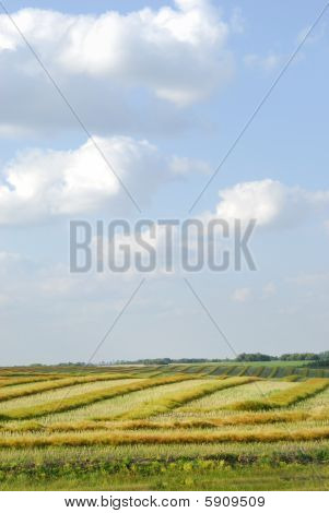 คาโนลาสกา