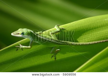 Mauilizard